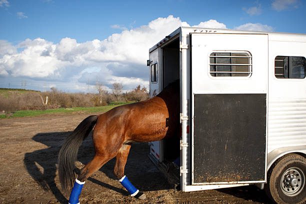 A horse loading in to a horse trailer.